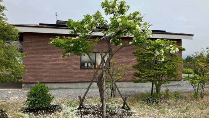大手毬花の花弁が