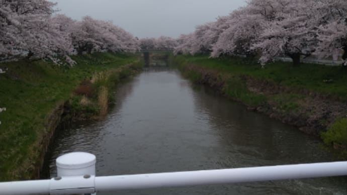 卯月春雨、終わりゆく桜。