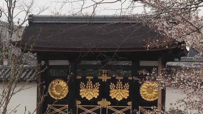 にしさんの花日記　醍醐寺の桜