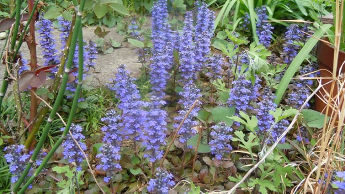 十二単を植えました。こんなんで いいでしょうか…?