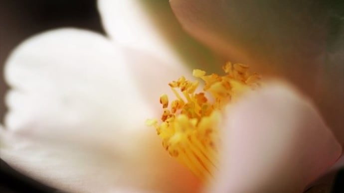 耐冬花７