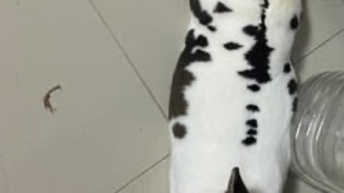 うさぎのカエル足♡