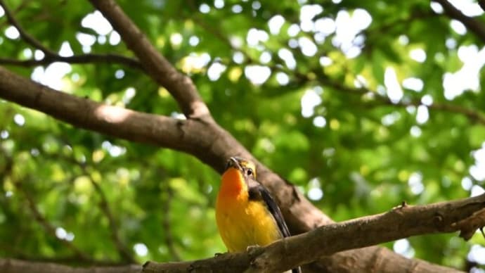 秋の渡り鳥達