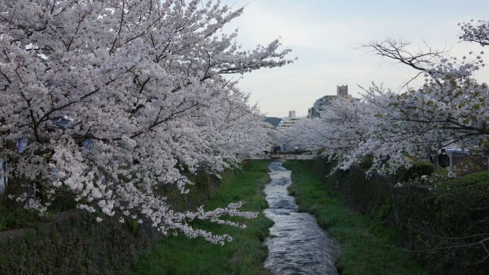 山口市一の坂川の桜（ほんとは夜桜が見たかったのですが）　　晩ご飯は唐揚げ弁当