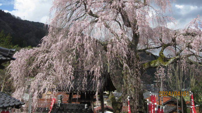 満開となったしだれ桜の巨木（兵庫県新温泉町）