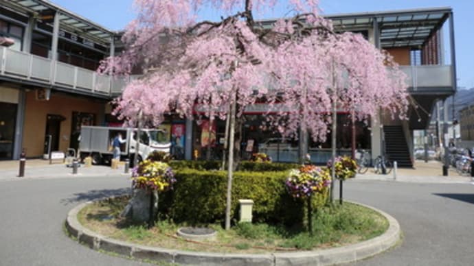２０１１年街角の桜：山科駅前