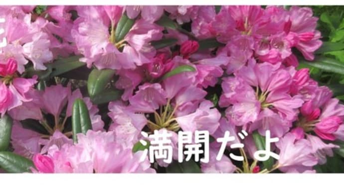 石楠花(シャクナゲ)@ついに満開😄