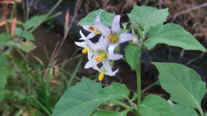 black nightshade