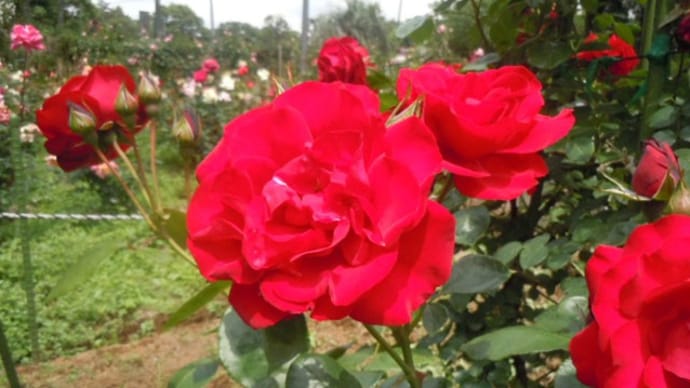 Red rose バラバラ~~