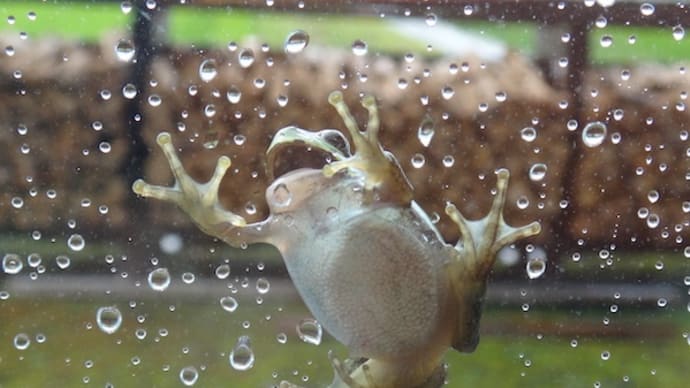 梅雨明けしませんね