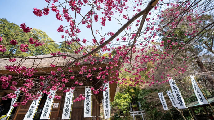桜便り2022【杉本寺】久しぶりにカンヒザクラを訪ねました