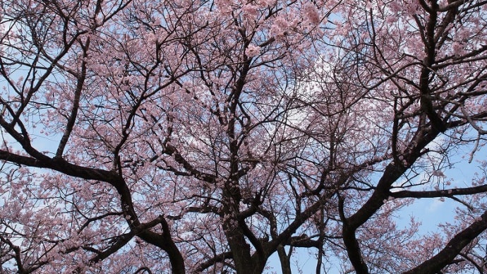 一本桜