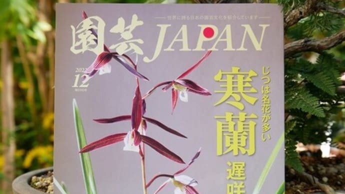 作出椿の満珠について