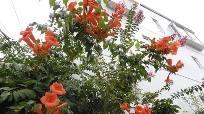 街歩きの花々