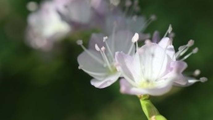 桜蓼など~野川公園