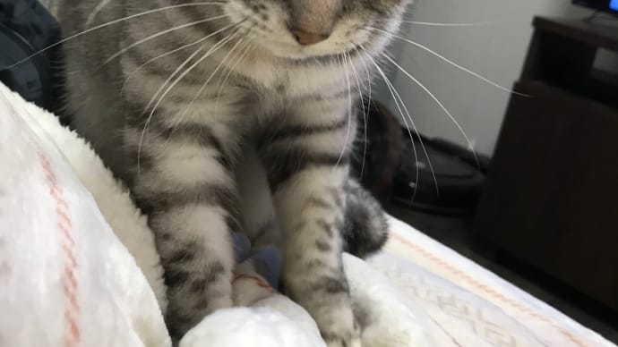 20210129の猫たちと時々犬