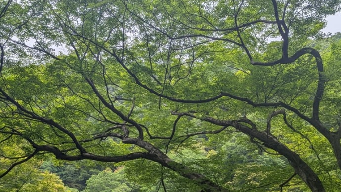 新緑の箕面の滝