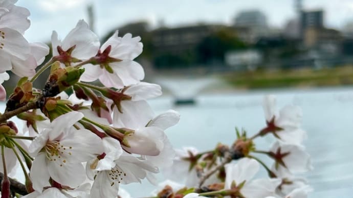 花・千波湖の桜