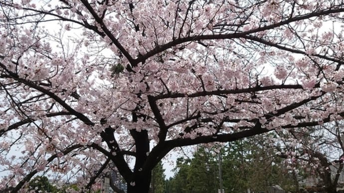 桜、近所の。
