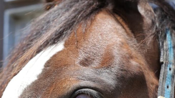札幌・カメラマン 動物大好き 馬