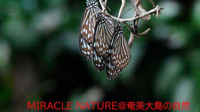 集団で越冬:リュウキュウアサギマダラ