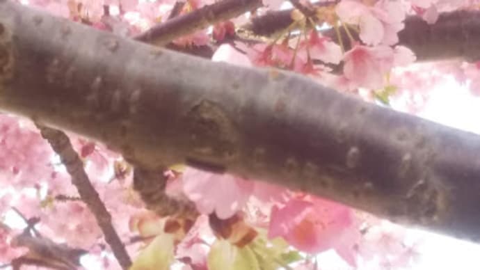 老人は食べなくなったら死ぬんだよ