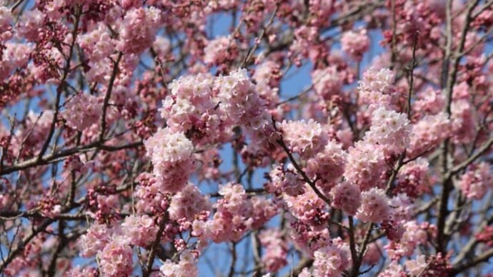 篠窪（しのくぼ）の「春めき桜」２０２４満開情報です（満開　2024/03/15)