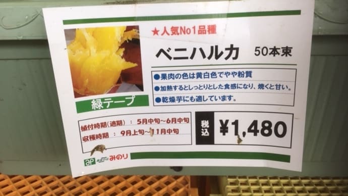 サツマイモを植え付けました!(6月2日)