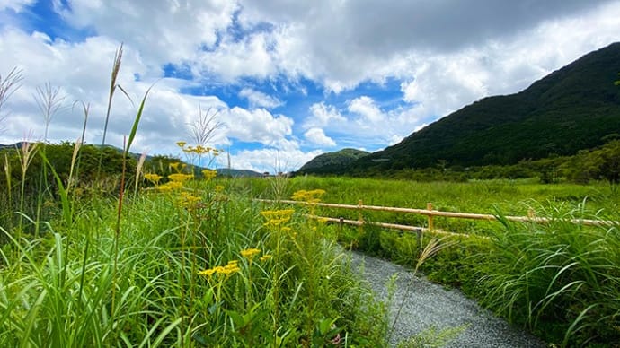 箱根湿生花園2022