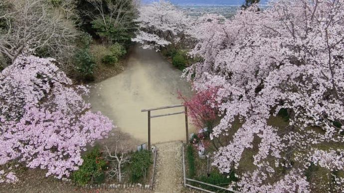 20250331〔山里花歩記(2/52)1年で最も華やか「石井町の地蔵峠から前山公園を周回」サクラ花見〕