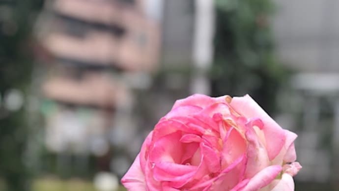 五月も終わり・・・。