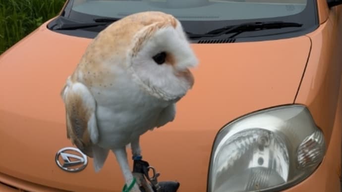 カラフルな代車