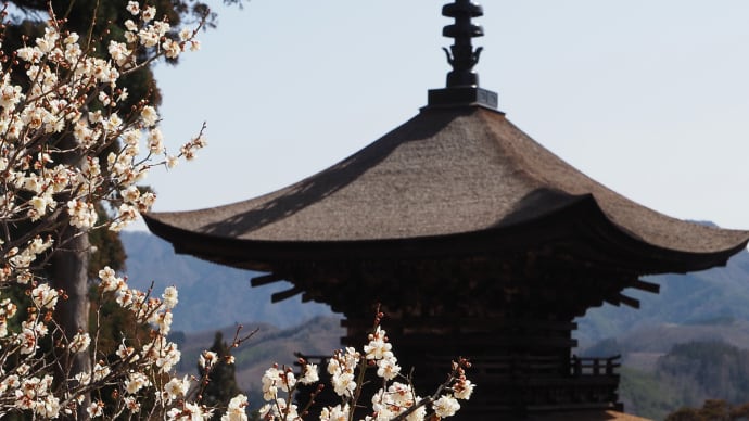 「信州の鎌倉」といわれる塩田平に鎮座する「見返りの塔」と呼ばれる梅花が匂う大法寺の国宝三重塔(妻女山里山通信)