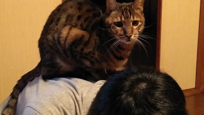 下僕見習い、卒業か・・・?