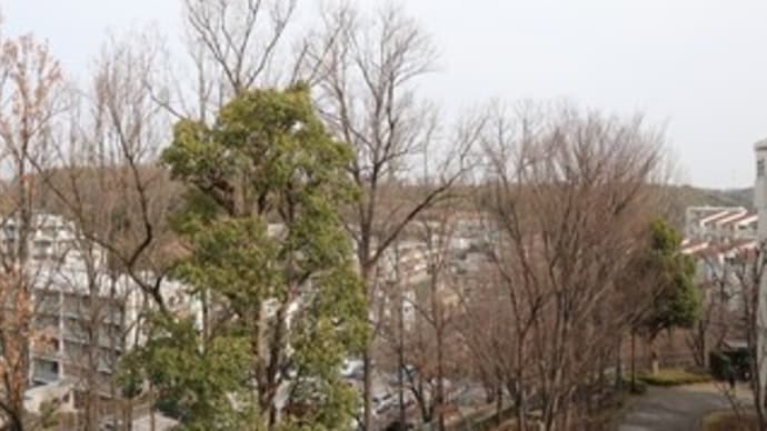3/13 王禅寺ふるさと公園まで歩く