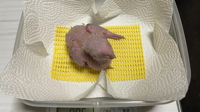 シロハラインコのヒナ90g超えました。