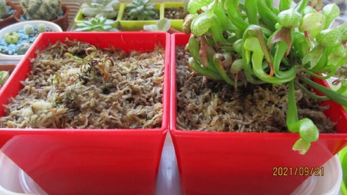 悲劇のダーリン♡と植物大移動