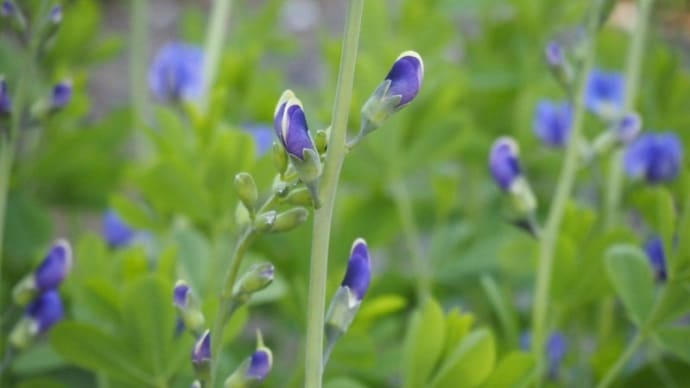 町内花あるき<青い豆花>