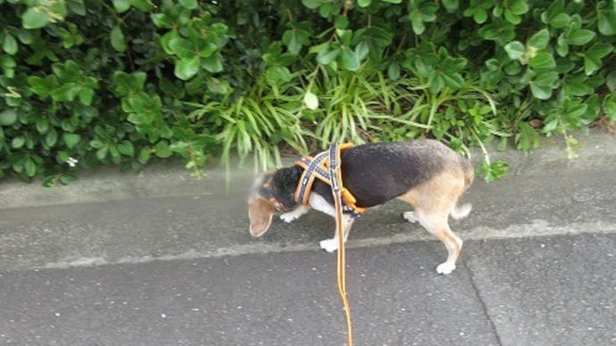 やっと痛みが取れてきました