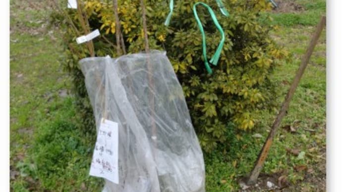 今季の農作業は終了と思っていたら〜サクランボと桃の苗木が届いた