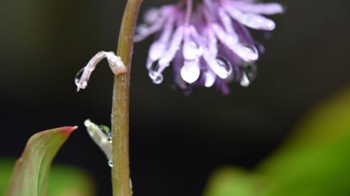 庭で咲く花たち 雨降のさくらの花たち 44