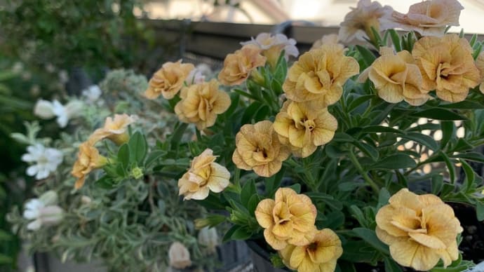 お庭のお花