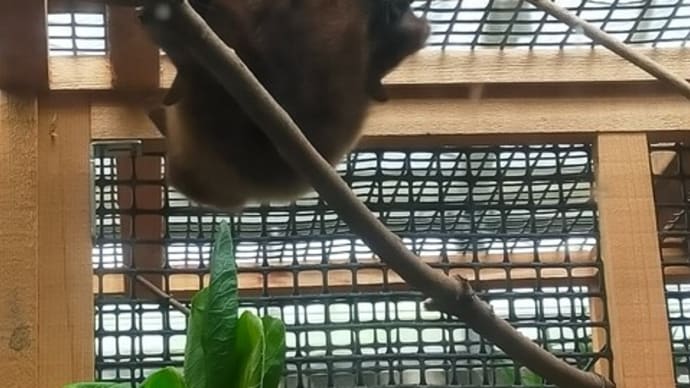 大島公園動物園のオリイオオコウモリ