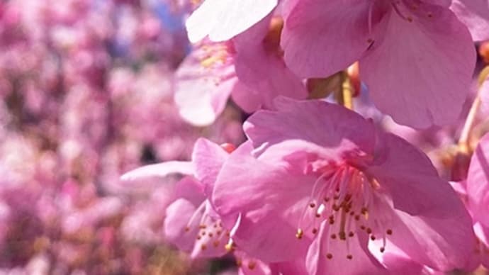 武蔵野市の外れで寒緋桜が満開。