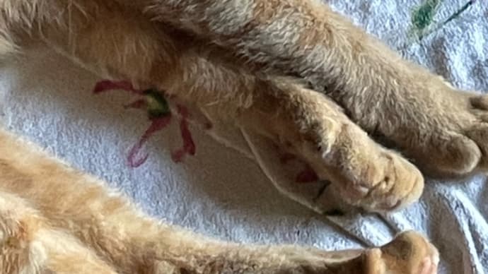 猫に指定席を奪われた妻