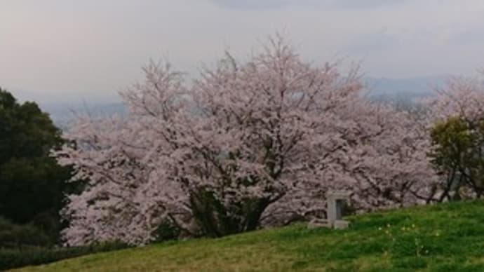 花散らしの雨を心配し、桜見が多忙だ