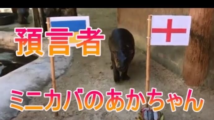 ユーロカップを占うミニカバのあかちゃんをご覧ください。zoo 動物園
