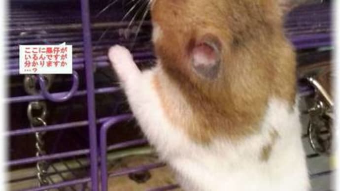 あたしたち、「タカラジェンヌ?」
