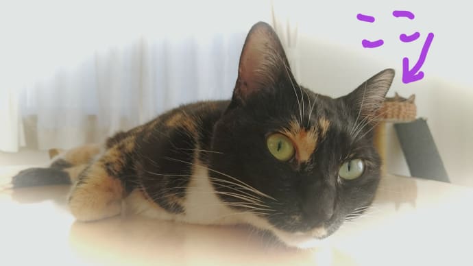 今日はここ