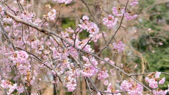 春がいっせいにやってきました・・・武蔵嵐山菅谷館跡の大寒桜と・・・テングチョウ